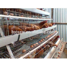 Vente de poulets de batterie de poulet d&#39;utilisation de poulet pour la ferme du Pakistan
